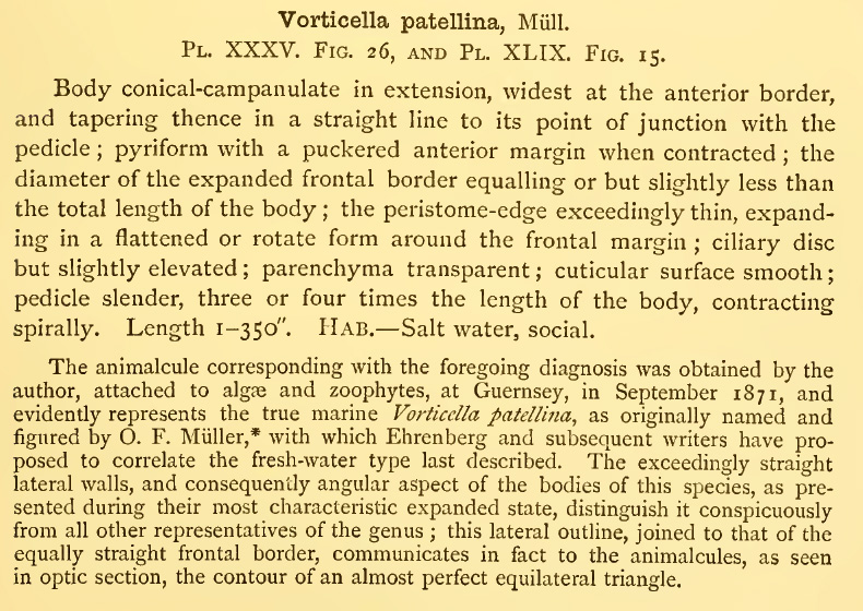 Forse Vorticella patellina